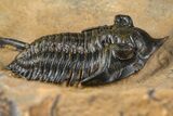 Pseudocryphaeus (Cryphina) Trilobite - Lghaft, Morocco #381590-1